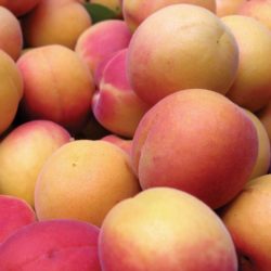 Granville Island Public Market Apricots